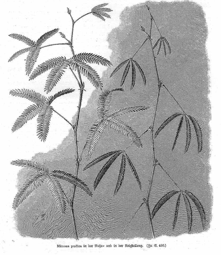 no HD illustration available (m1)