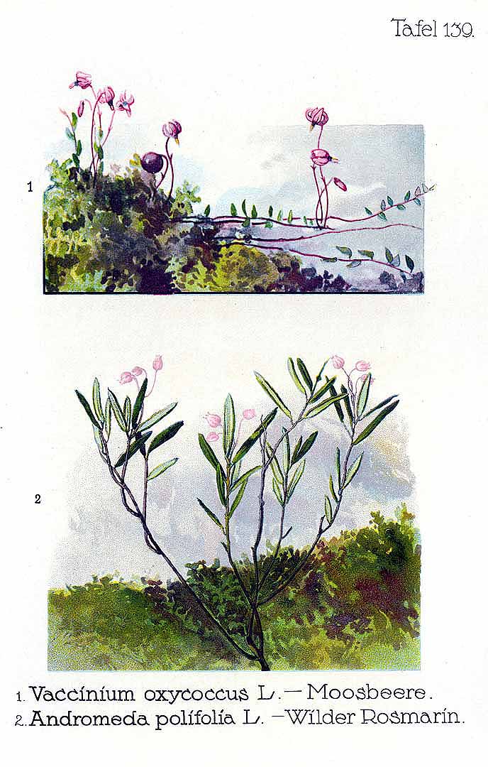no HD illustration available (m5)
