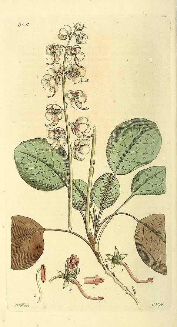 no HD illustration available (m5)