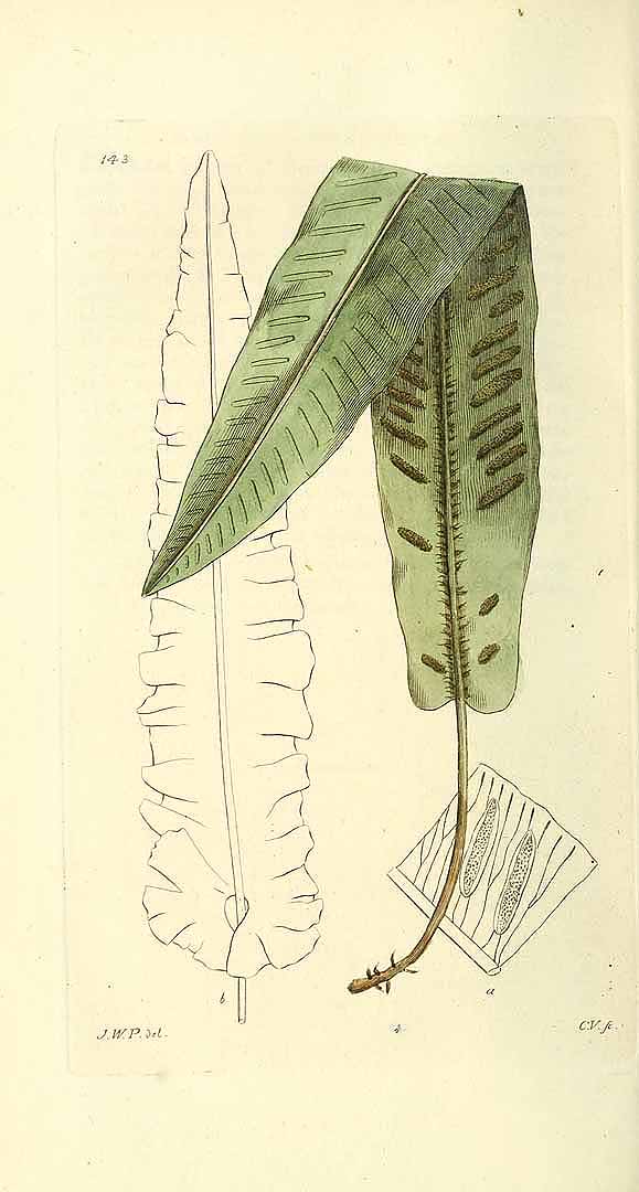 no HD illustration available (m5)