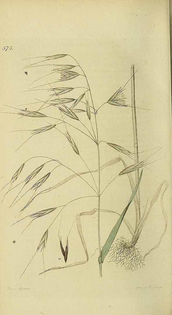 no HD illustration available (m5)