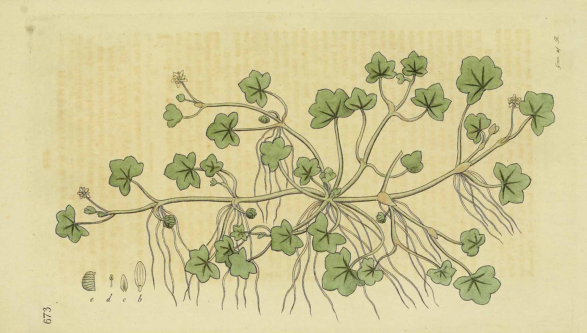 no HD illustration available (m5)