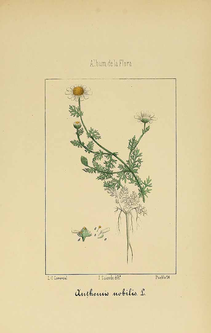 no HD illustration available (m1)