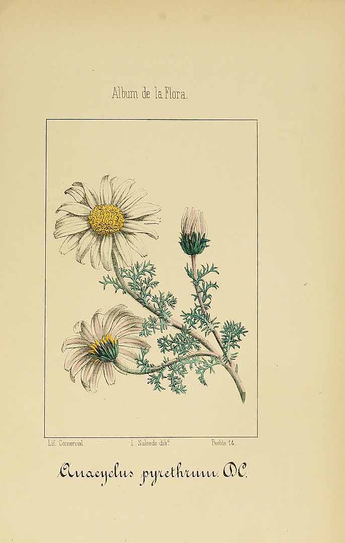 no HD illustration available (m5)