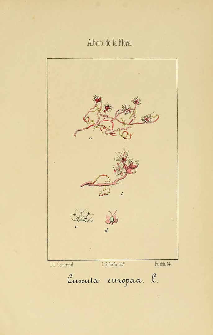 no HD illustration available (m5)