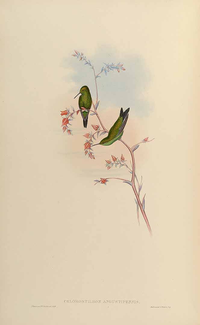 no HD illustration available (m5)