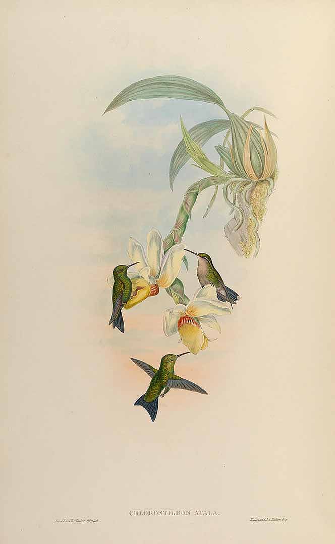 no HD illustration available (m5)