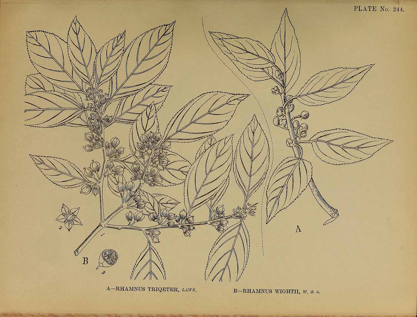 no HD illustration available (m5)