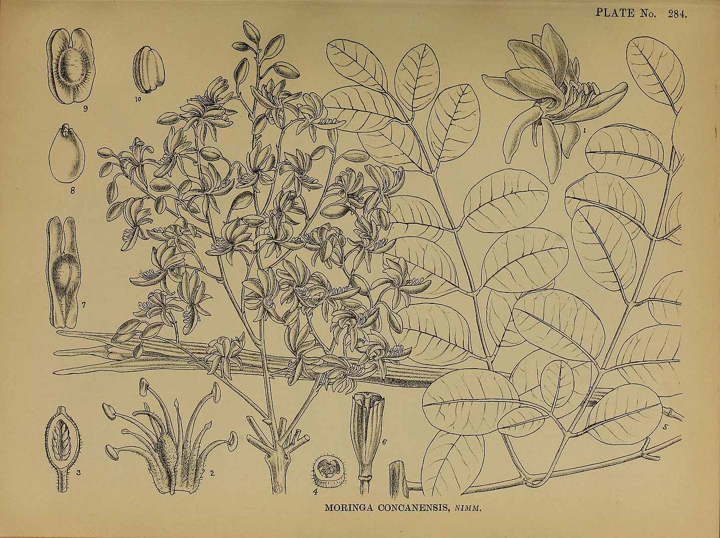 no HD illustration available (m5)