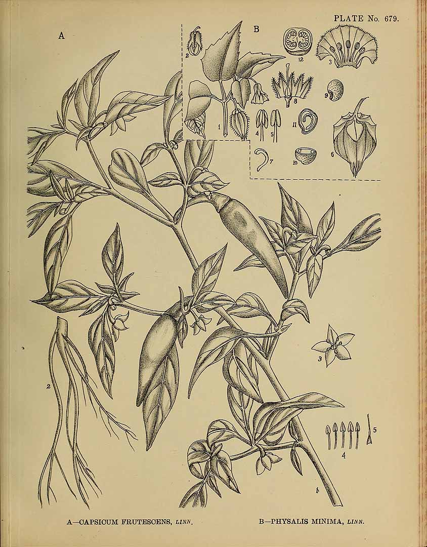 no HD illustration available (m5)