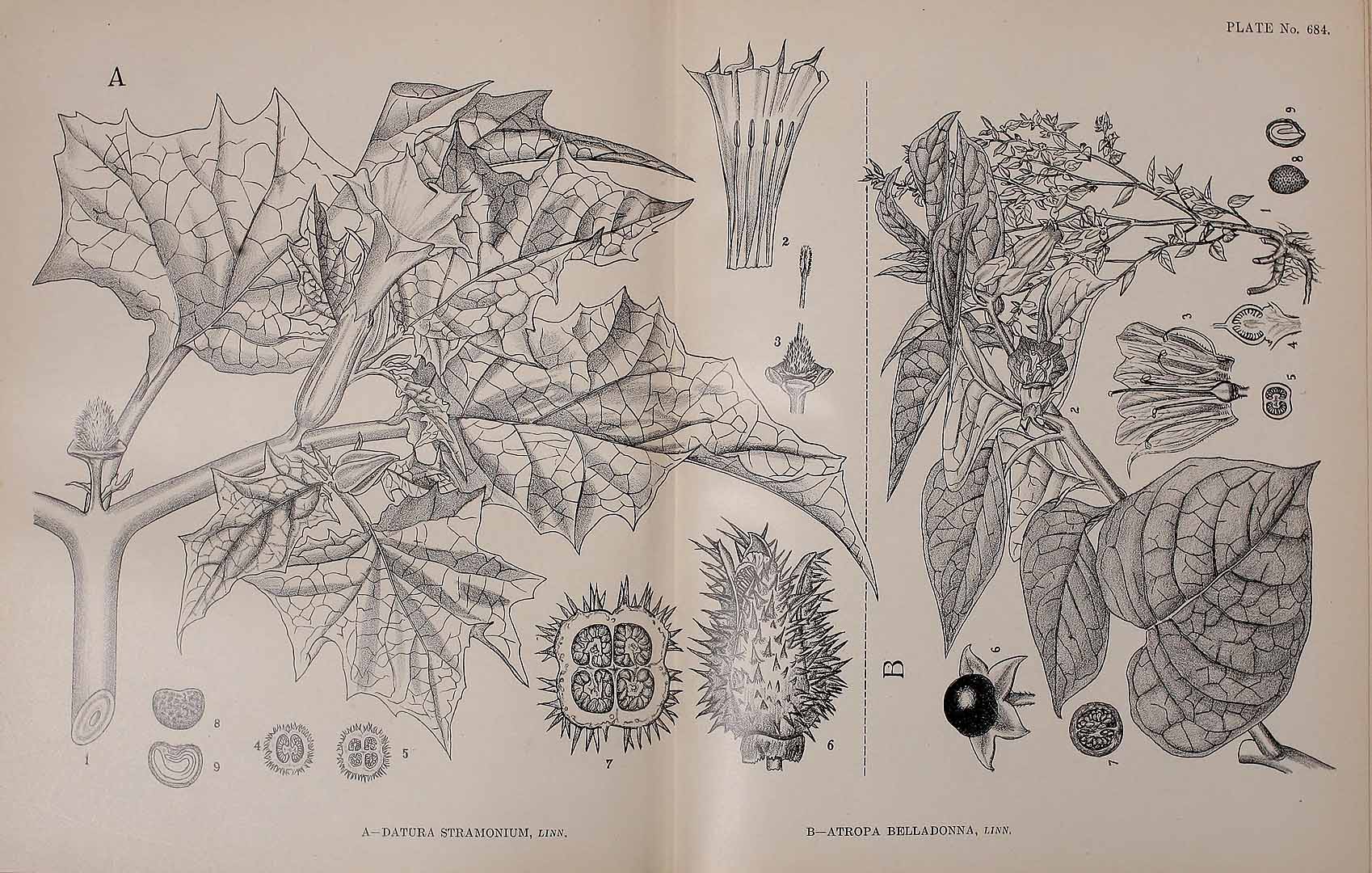 no HD illustration available (m5)
