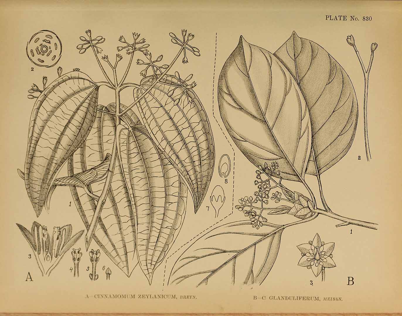 no HD illustration available (m5)
