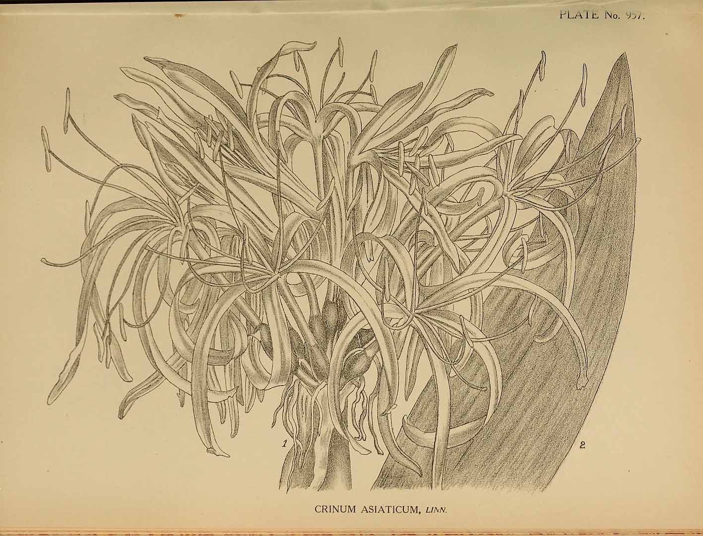 no HD illustration available (m5)