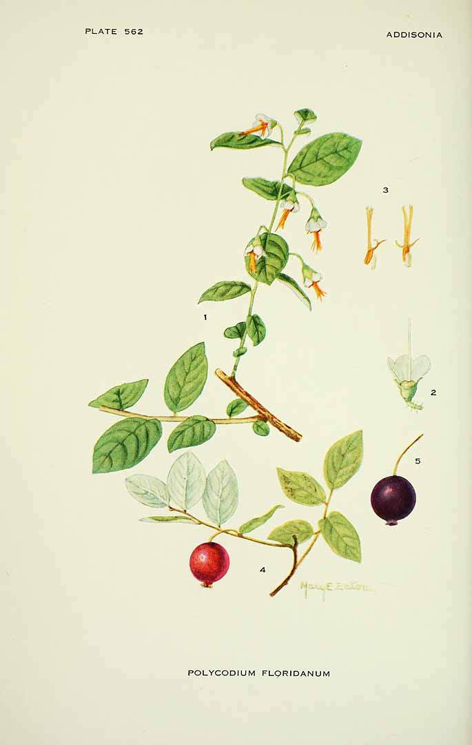 no HD illustration available (m5)
