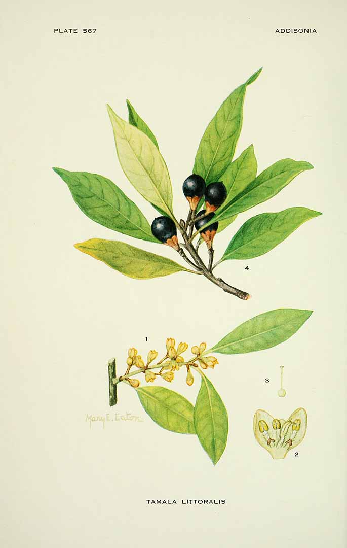 no HD illustration available (m5)