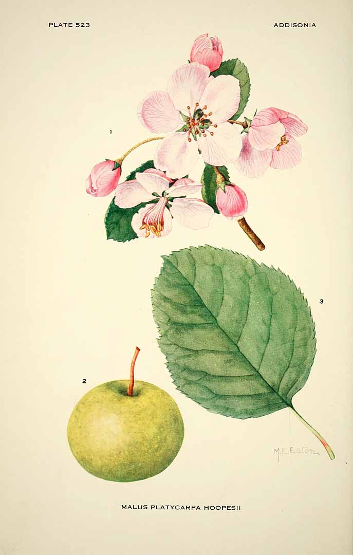 no HD illustration available (m5)