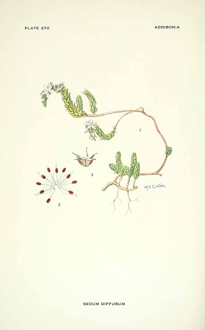 no HD illustration available (m5)