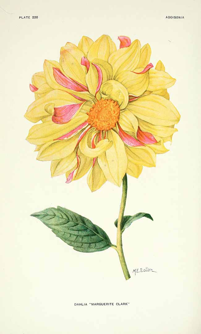 no HD illustration available (m5)