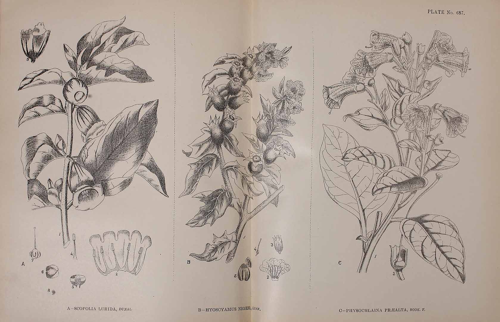 no HD illustration available (m5)