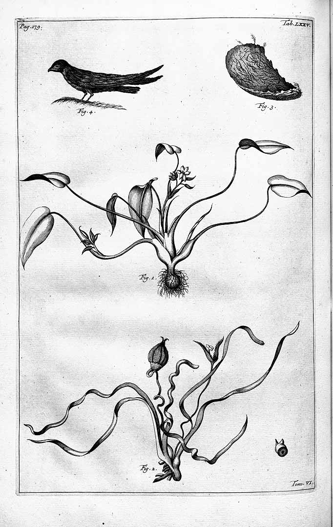 no HD illustration available (m5)