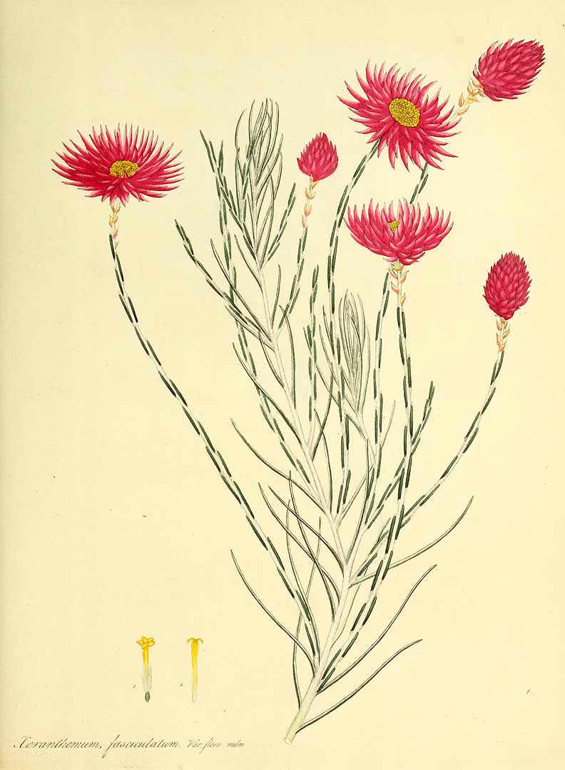 no HD illustration available (m5)