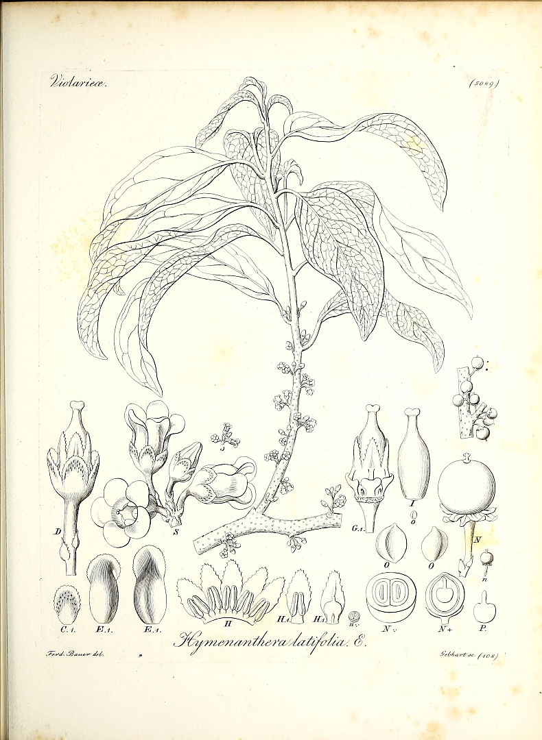 no HD illustration available (m5)