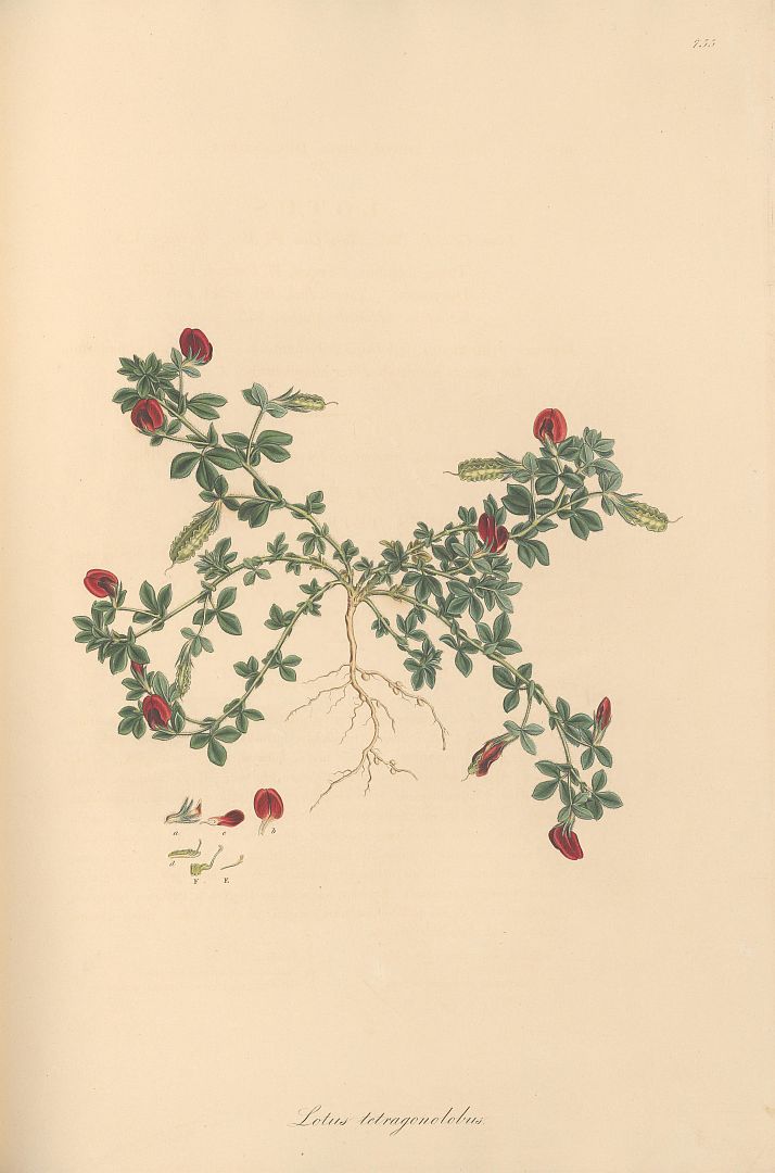 no HD illustration available (m5)