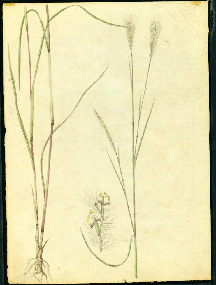 no HD illustration available (m5)