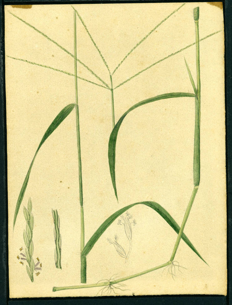 no HD illustration available (m5)