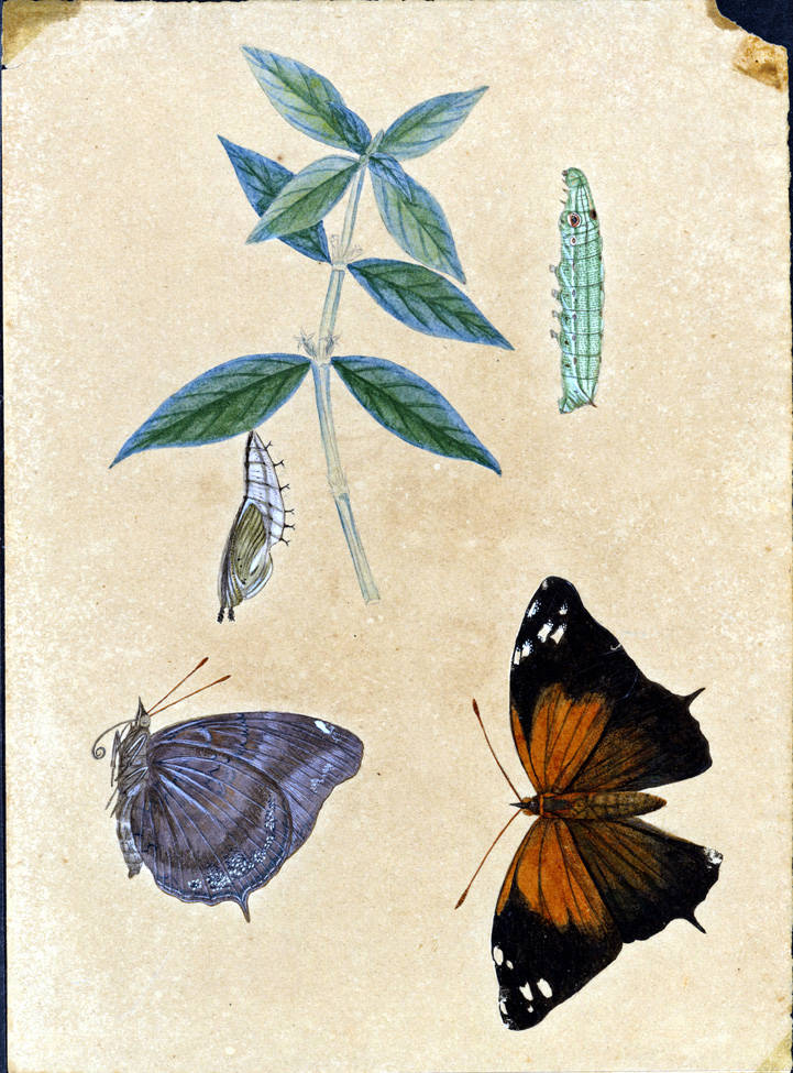 no HD illustration available (m5)