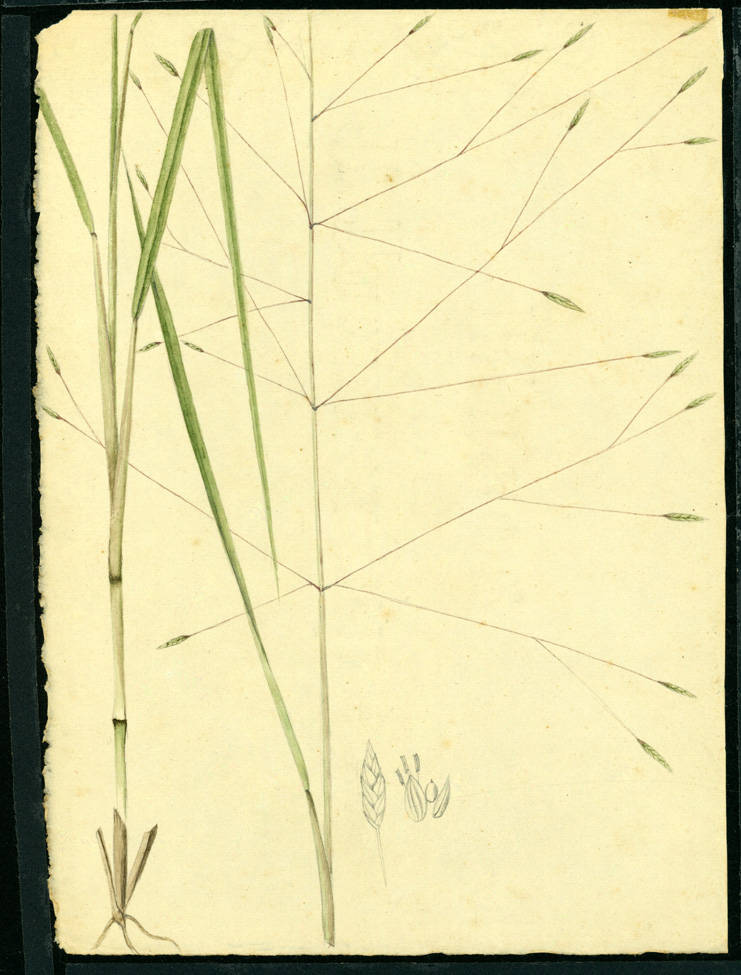 no HD illustration available (m5)