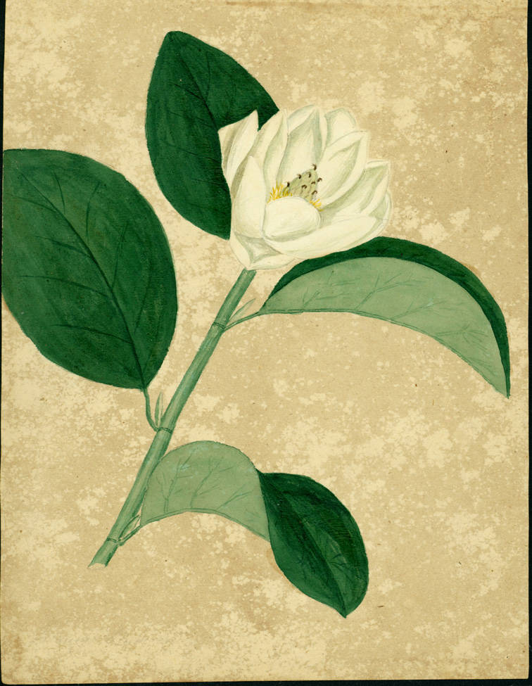 no HD illustration available (m5)