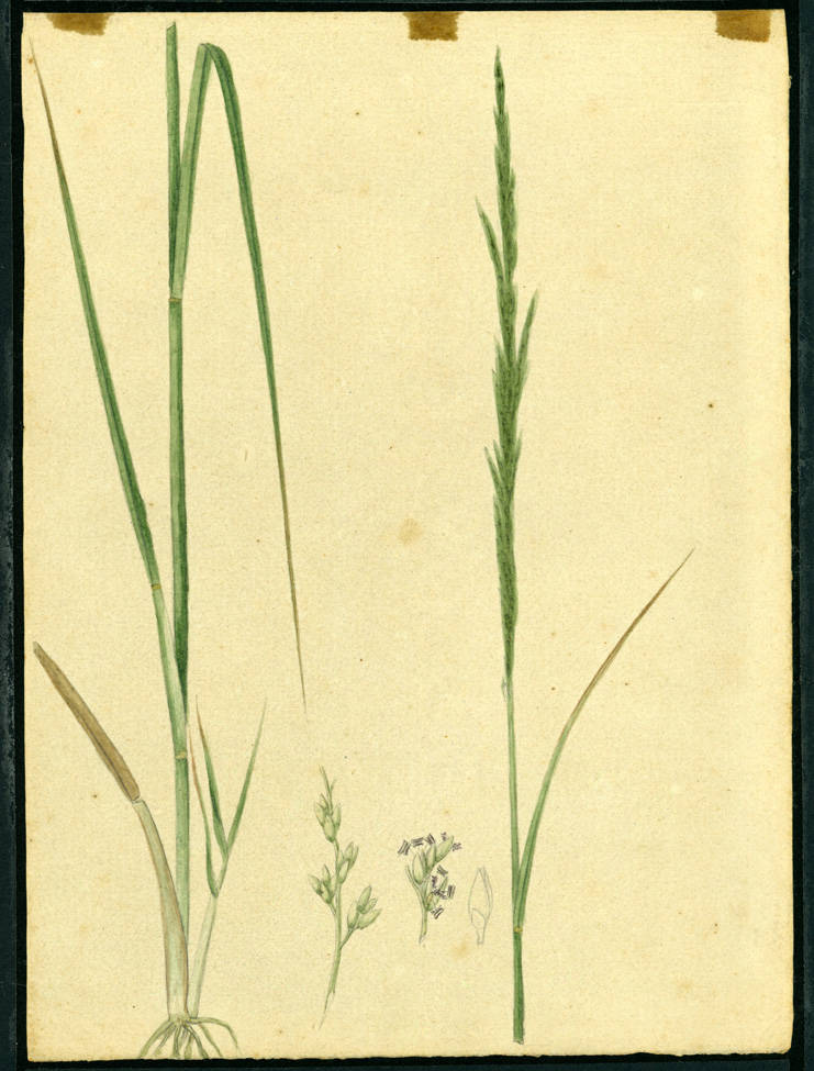 no HD illustration available (m5)