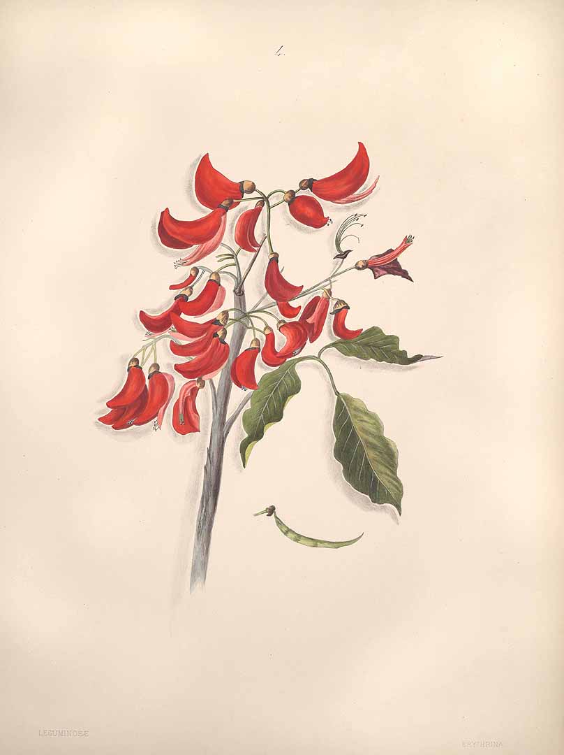 no HD illustration available (m5)