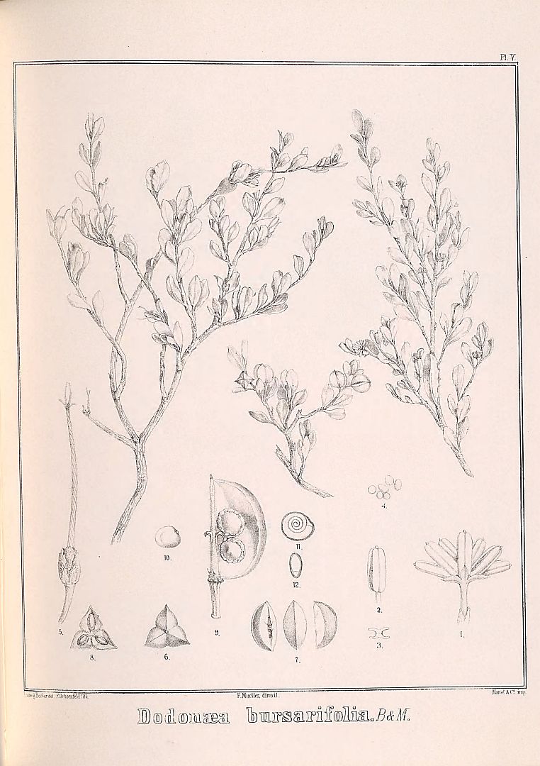no HD illustration available (m5)