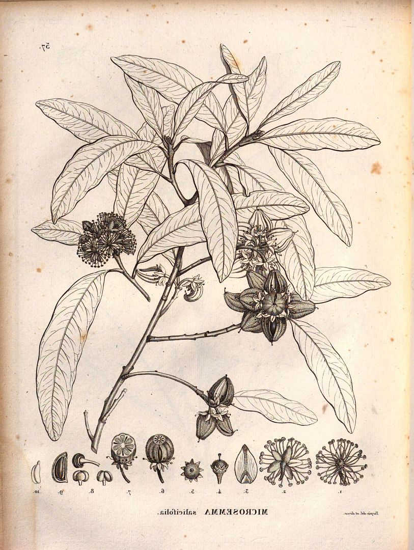 no HD illustration available (m5)