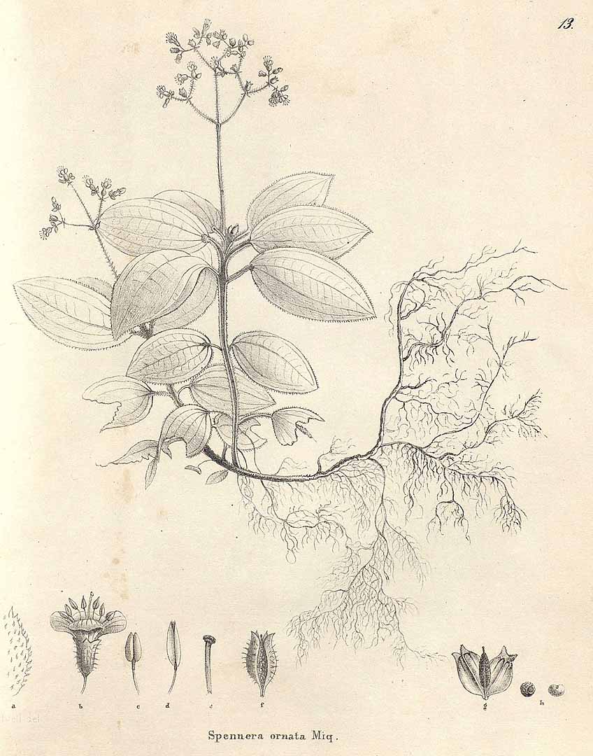no HD illustration available (m5)
