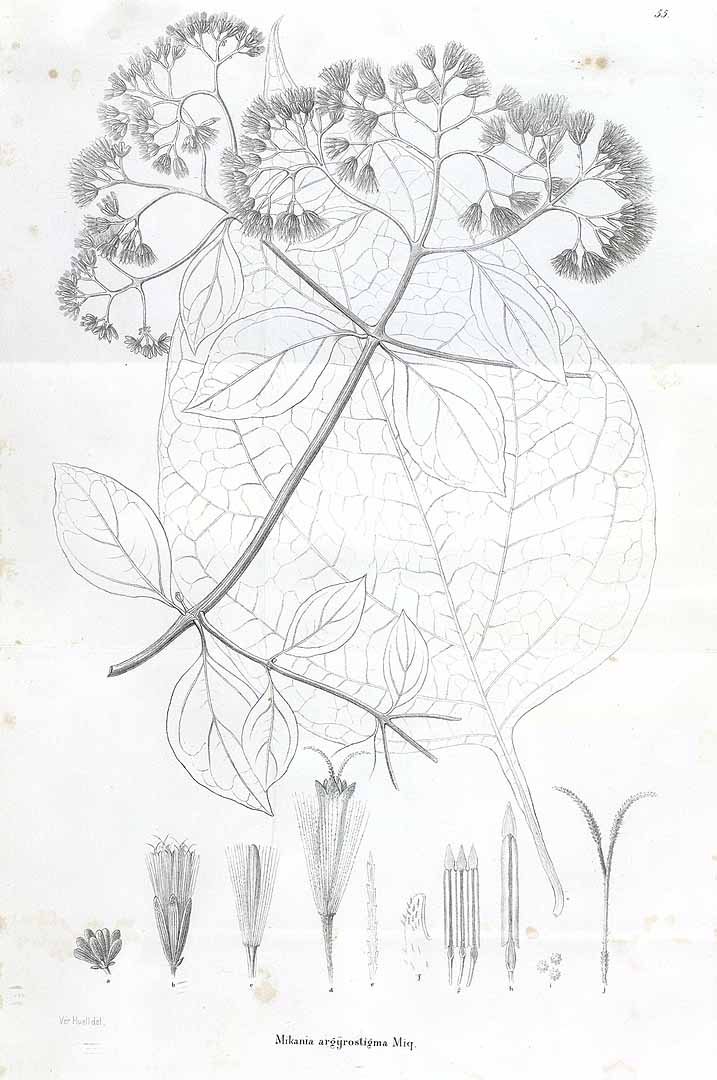 no HD illustration available (m5)