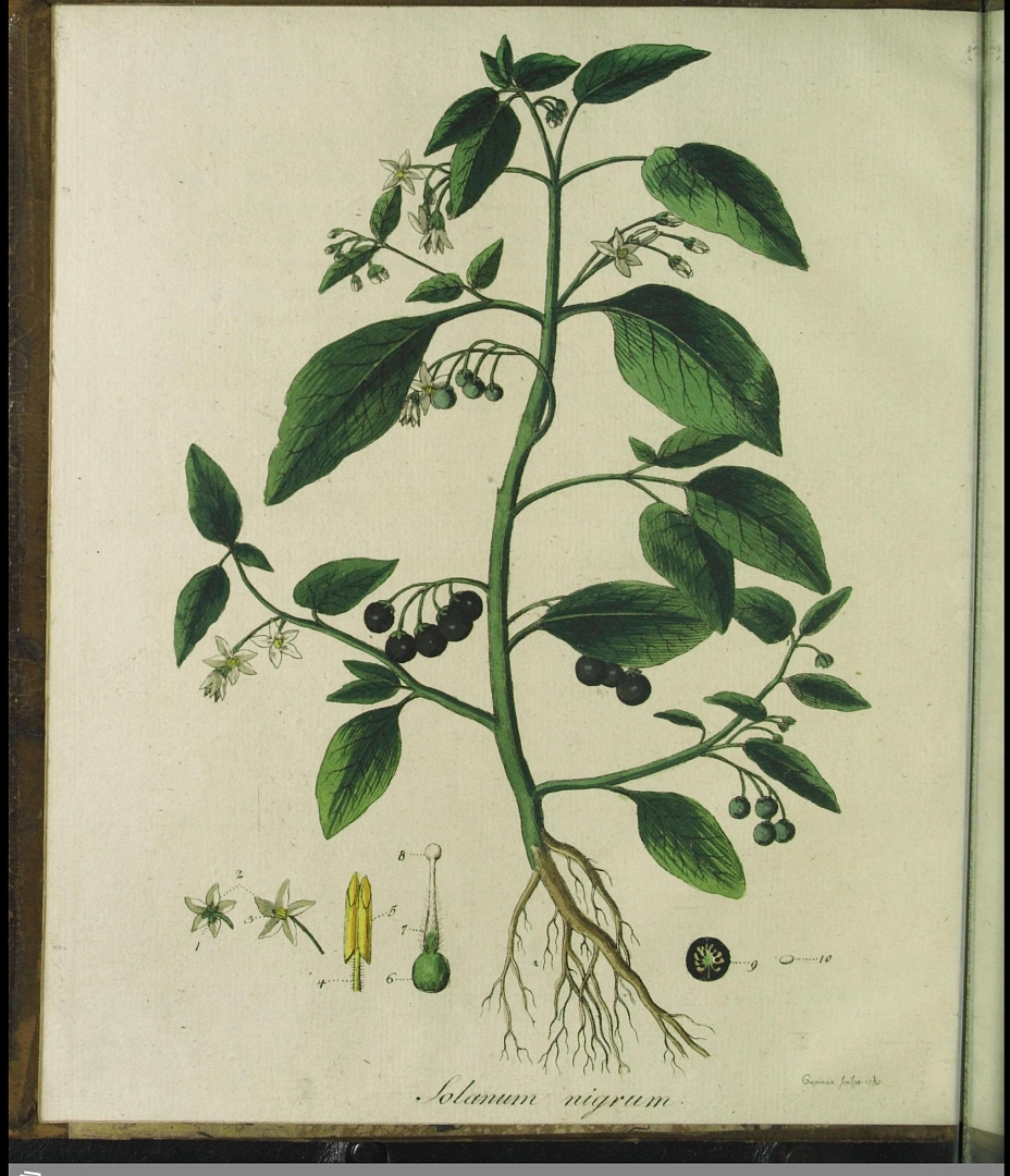 no HD illustration available (m4)