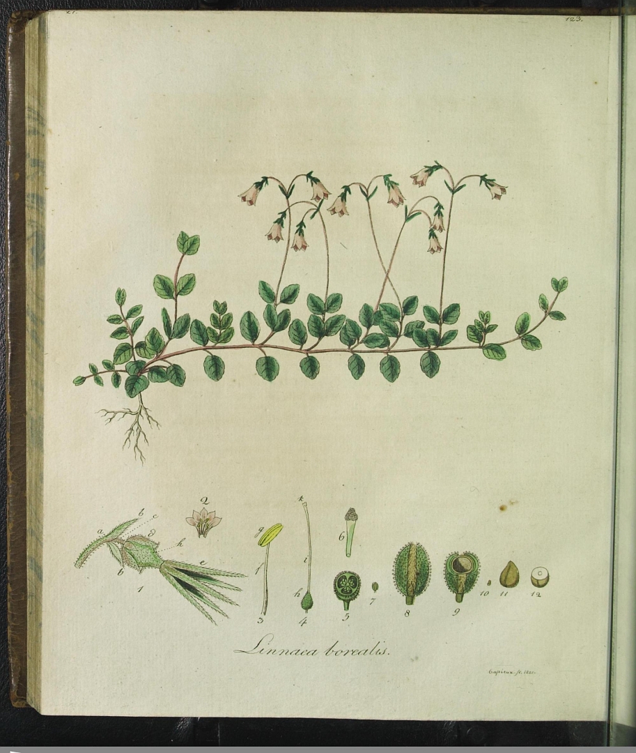 no HD illustration available (m4)