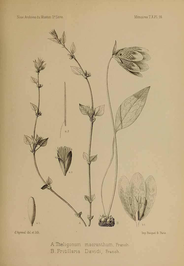 no HD illustration available (m5)