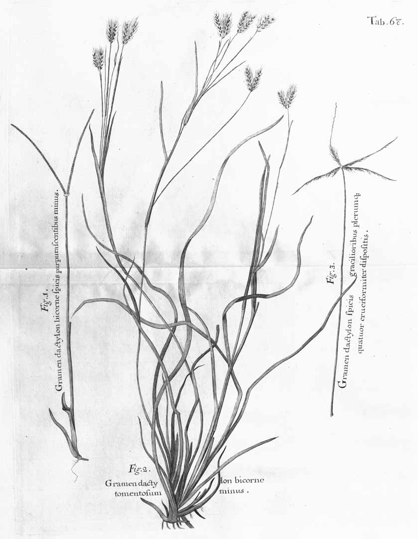 no HD illustration available (m5)