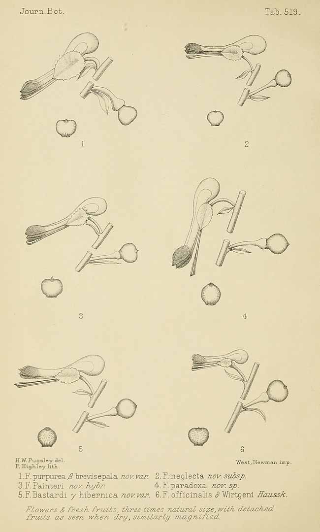 no HD illustration available (m5)