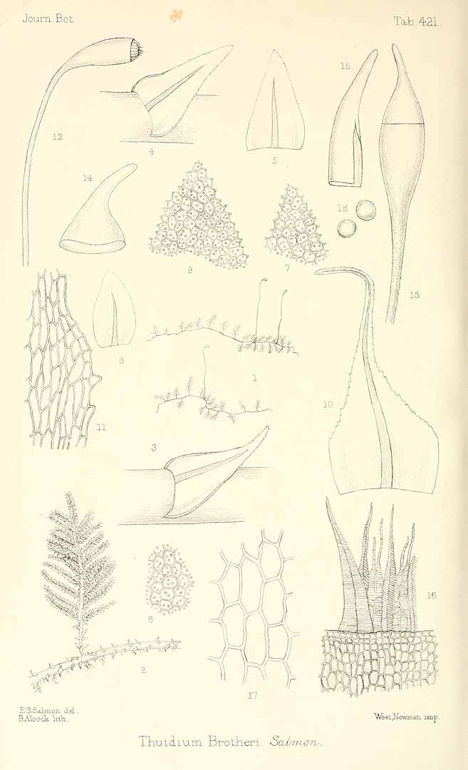 no HD illustration available (m5)