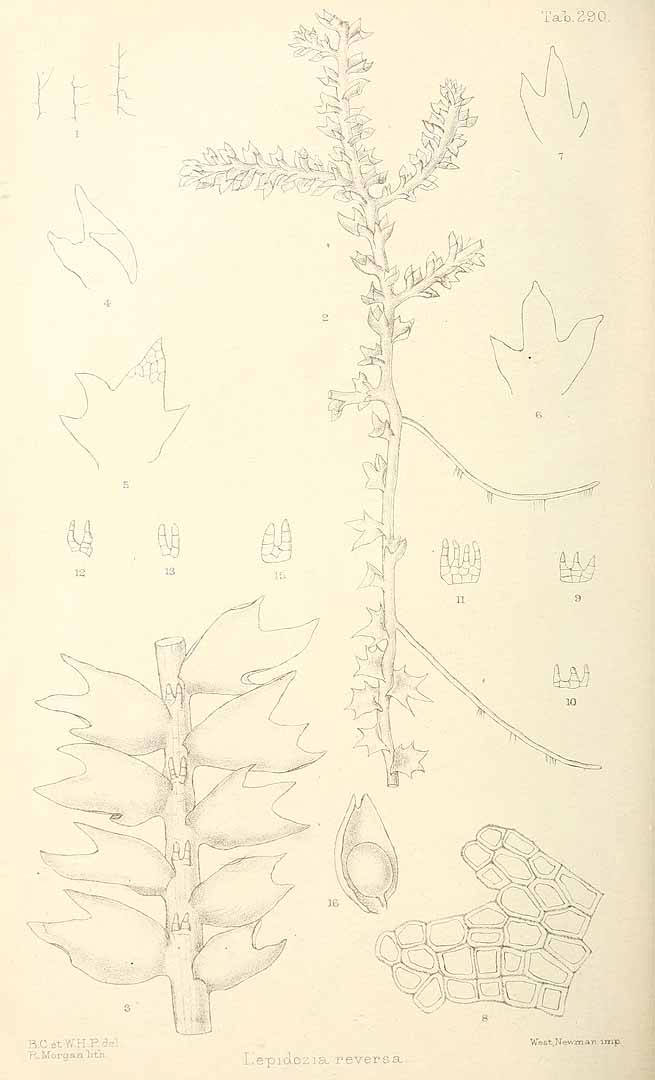no HD illustration available (m5)