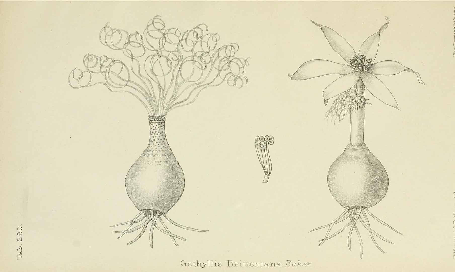 no HD illustration available (m5)