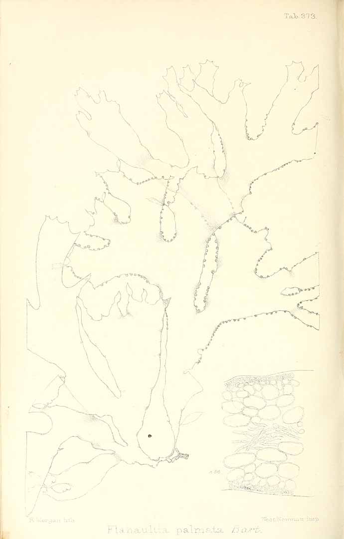 no HD illustration available (m5)