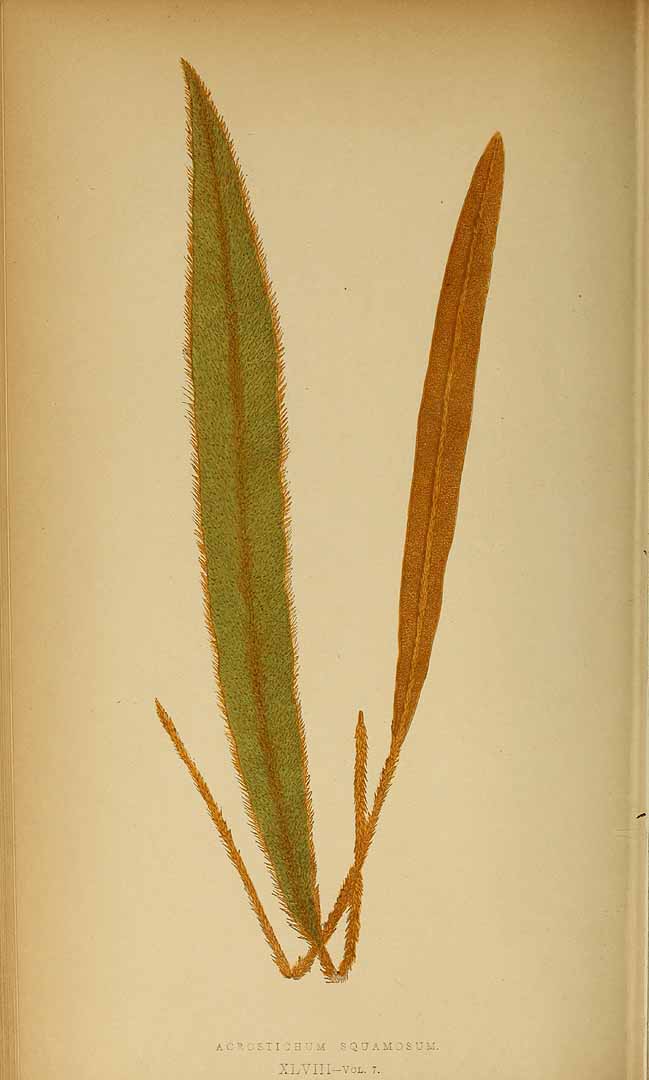 no HD illustration available (m5)