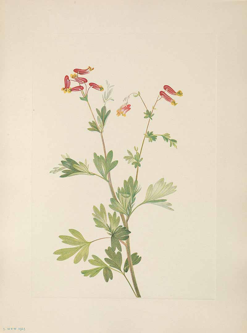 no HD illustration available (m5)