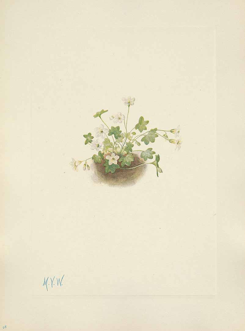 no HD illustration available (m5)